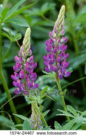 Close-up of two lupines View Large Photo Image Stock Photo - Close-up of two lupines. Fotosearch