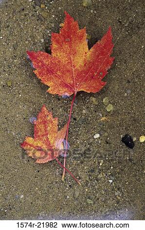 Close-up of two maple leaves on the floor View Large Photo Image Stock Image - Close-up of two maple leaves on the floor. Fotosearch