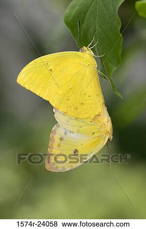 Stock Photo - Close-up of two Orange-barred Sulphur Butterflies on a leaf (Phoebis philea). Fotosearch