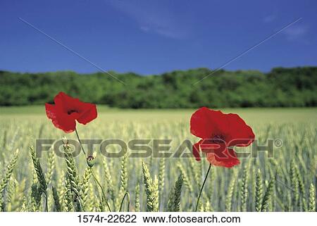 Close-up of two poppies in a wheat field View Large Photo Image Stock Image - Close-up of two poppies in a wheat field. Fotosearch