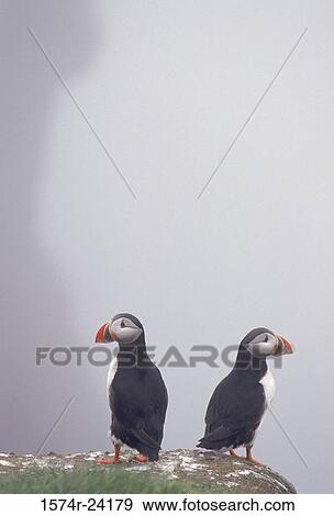 Close-up of two puffins on a rock, Iceland View Large Photo Image Stock Photo - Close-up of two puffins on a rock, Iceland. Fotosearch