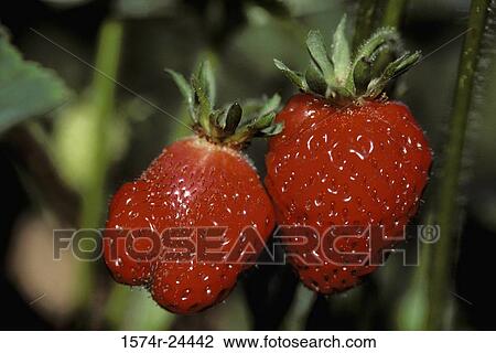 Close-up of two strawberries View Large Photo Image Stock Image - Close-up of two strawberries. Fotosearch