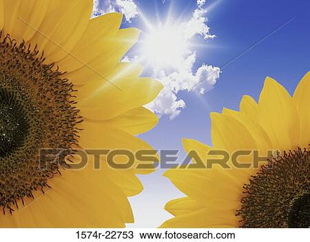 Close-up of two sunflowers (Helianthus annuus) View Large Photo Image Stock Image - Close-up of two sunflowers (Helianthus annuus). Fotosearch