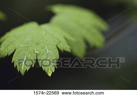 Stock Photo - Close-up of water droplets on a leaf. Fotosearch
