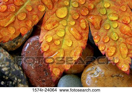 Picture - Close-up of water droplets on a Vine Maple leaf. Fotosearch