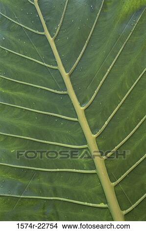 Close-up of water drops on a leaf View Large Photo Image Picture - Close-up of water drops on a leaf. Fotosearch