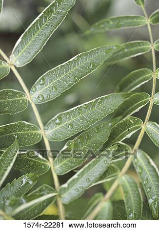 Close-up of water drops on leaves View Large Photo Image Stock Image - Close-up of water drops on leaves. Fotosearch