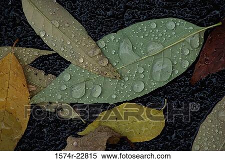 Close-up of water drops on leaves View Large Photo Image Stock Photography - Close-up of water drops on leaves. Fotosearch