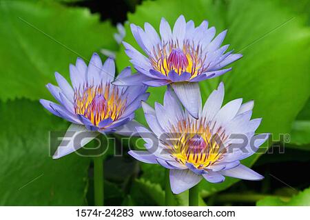 Close-up of water lilies View Large Photo Image Stock Image - Close-up of water lilies. Fotosearch