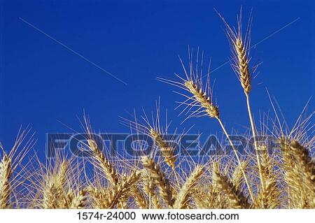Close-up of wheat crops in a field View Large Photo Image Stock Image - Close-up of wheat crops in a field. Fotosearch