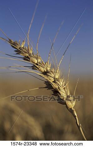 Close-up of wheat View Large Photo Image Stock Photo - Close-up of wheat. Fotosearch