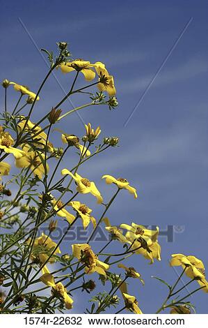 Stock Image - Close-up of yellow flowers. Fotosearch