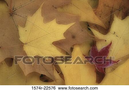 Close-up of yellow leaves View Large Photo Image Stock Photograph - Close-up of yellow leaves. Fotosearch