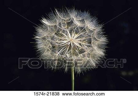 Stock Photo - Close-up of Yellow Salsify (Tragopogon dubius). Fotosearch