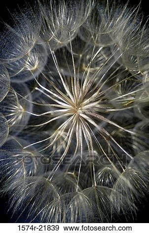 Close-up of Yellow Salsify (Tragopogon dubius) View Large Photo Image Stock Photo - Close-up of Yellow Salsify (Tragopogon dubius). Fotosearch