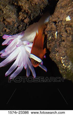 Clownfish and a sea anemone, Maine Aquarium, Saco, Maine, USA View Large Photo Image Stock Photograph - Clownfish and a sea anemone, Maine Aquarium, Saco, Maine, USA. Fotosearch
