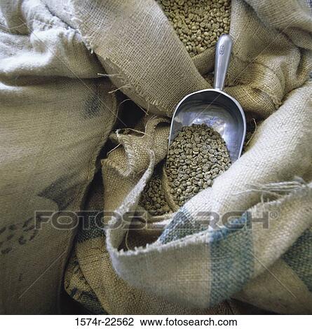 Coffee beans in a sack View Large Photo Image Stock Image - Coffee beans in a sack. Fotosearch