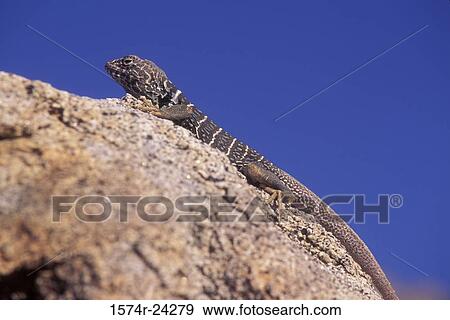 Collared Lizard Anza Borrego Desert State Park California, USA View Large Photo Image Stock Photo - Collared Lizard Anza Borrego Desert State Park California, USA. Fotosearch