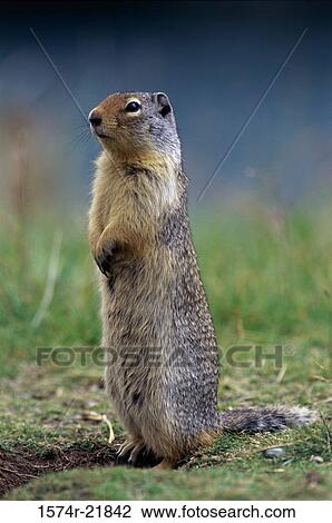 Columbian Ground Squirrel View Large Photo Image Stock Image - Columbian Ground Squirrel. Fotosearch