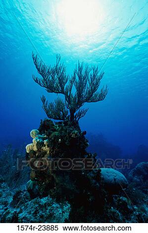 Coral in the sea View Large Photo Image Stock Photography - Coral in the sea. Fotosearch