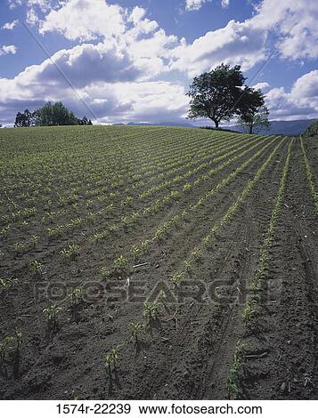 Stock Photo - Cornfield, New Zealand. Fotosearch