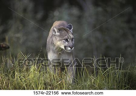 Cougar walking in a grassy field View Large Photo Image Stock Photograph - Cougar walking in a grassy field. Fotosearch