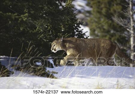 Cougar walking in snow View Large Photo Image Stock Photo - Cougar walking in snow. Fotosearch