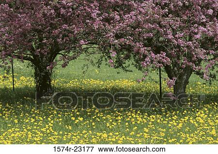 Stock Photo - Crab Apple trees and dandelions, New York, USA. Fotosearch
