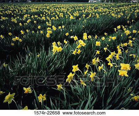 Daffodils in a field, New Zealand View Large Photo Image Stock Photo - Daffodils in a field, New Zealand. Fotosearch