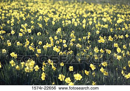 Stock Photograph - Daffodils in a field. Fotosearch