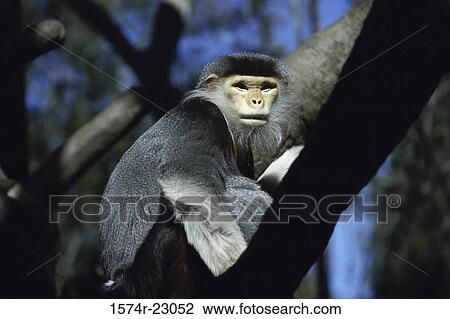 Douc Langur on a tree, San Diego Zoo, California, USA View Large Photo Image Stock Image - Douc Langur on a tree, San Diego Zoo, California, USA. Fotosearch