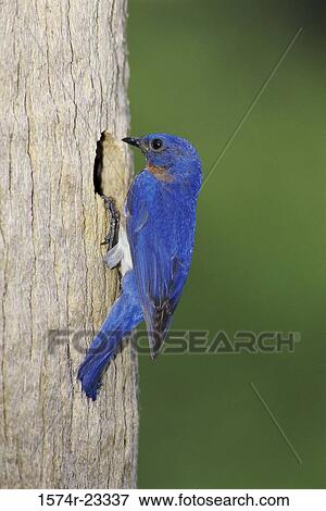 Eastern Bluebird on a tree View Large Photo Image Stock Photo - Eastern Bluebird on a tree. Fotosearch