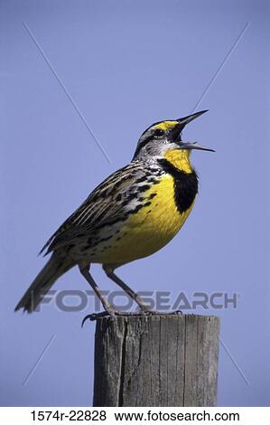Eastern Meadowlark on a wooden post, Florida, USA View Large Photo Image Stock Photo - Eastern Meadowlark on a wooden post, Florida, USA. Fotosearch