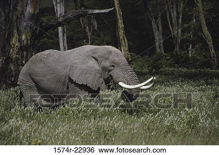 Elephant in the forest, Ngorongoro Crater, Tanzania View Large Photo Image Stock Photograph - Elephant in the forest, Ngorongoro Crater, Tanzania. Fotosearch