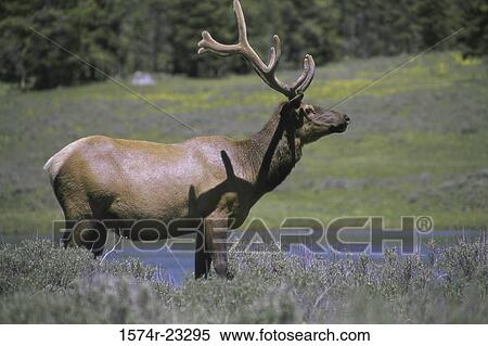 Stock Photography - Elk standing in a field. Fotosearch