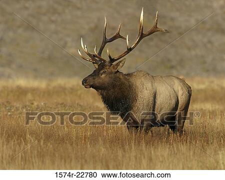 Elk standing in tall grass, Wyoming, USA View Large Photo Image Stock Image - Elk standing in tall grass, Wyoming, USA. Fotosearch