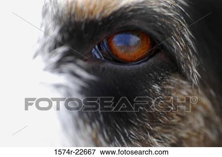 Extreme close-up of a dog's eye View Large Photo Image Stock Photo - Extreme close-up of a dog's eye. Fotosearch