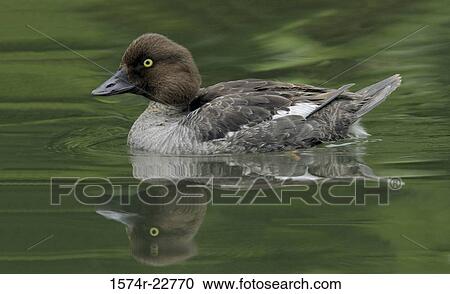 Female Common Goldeneye floating on water (Bucephala clangula) View Large Photo Image Stock Image - Female Common Goldeneye floating on water (Bucephala clangula). Fotosearch