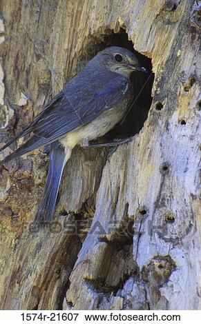 Female Mountain Bluebird in a tree View Large Photo Image Stock Photo - Female Mountain Bluebird in a tree. Fotosearch