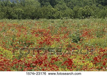 Field of poppies, Provence, France View Large Photo Image Stock Photograph - Field of poppies, Provence, France. Fotosearch