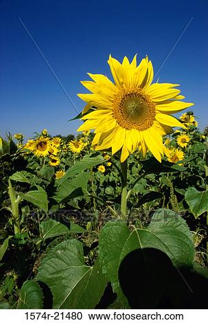 Field of sunflowers View Large Photo Image Stock Image - Field of sunflowers. Fotosearch