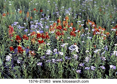 Stock Image - Field of wildflowers. Fotosearch