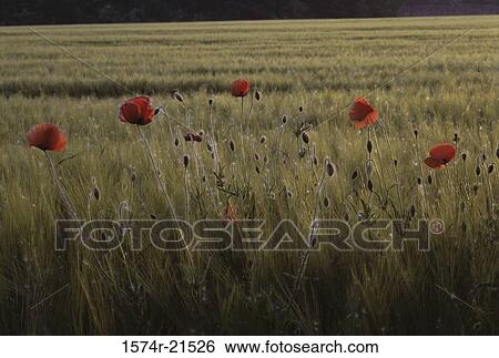 Filed of Red Poppies View Large Photo Image Stock Photograph - Filed of Red Poppies. Fotosearch