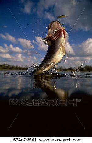 Stock Image - Fish jumping out of water. Fotosearch