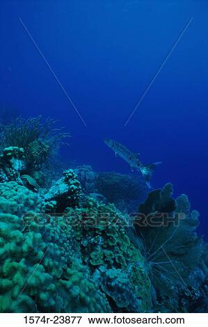 Fish swimming underwater View Large Photo Image Stock Photo - Fish swimming underwater. Fotosearch