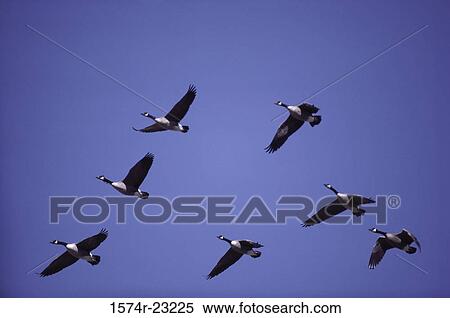 Stock Photography - Flock of Canada Geese flying in the sky. Fotosearch