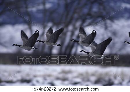 Flock of Canada Geese flying View Large Photo Image Stock Image - Flock of Canada Geese flying. Fotosearch