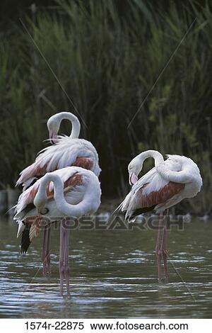 Stock Photography - Flock of Greater Flamingoes. Fotosearch