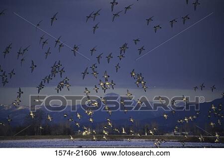 Flock of Lesser Scaups View Large Photo Image Stock Photograph - Flock of Lesser Scaups. Fotosearch
