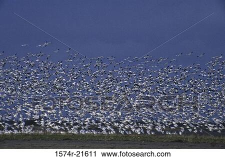 Stock Image - Flock of Snow Geese. Fotosearch